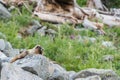 Marmot Rests on Boulders