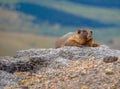 Marmot on rock overlooking valley