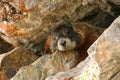 Marmot Rocks Royalty Free Stock Photo