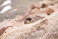 Marmot In The Rocks Royalty Free Stock Photo