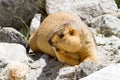 Marmot on the rocks Royalty Free Stock Photo