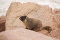 Marmot In The Rocks Royalty Free Stock Photo