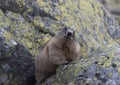 Marmot on the rocks. Tatry Royalty Free Stock Photo