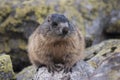 Marmot on the rocks. Tatry Royalty Free Stock Photo