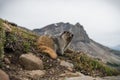 Marmot in the Rocky Mountains Royalty Free Stock Photo