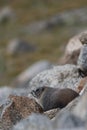 Marmot rodent in the rocks on mountain
