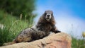 Marmot sentinel above a rock Royalty Free Stock Photo