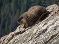 A marmot sit on a rock on the continental divide in Colorado Royalty Free Stock Photo