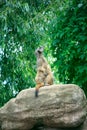 Marmot Sitting on a Rock