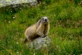 Marmot Sitting on the Stone on GrossGlockner Hochalpenstrasse