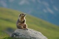 A marmot sitting on a stone in summer Generative AI Royalty Free Stock Photo