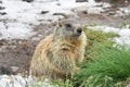 Marmot on snowy land Royalty Free Stock Photo