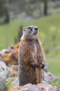 Marmot standing up looking curious Royalty Free Stock Photo