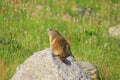Marmot on the stone in mountain Royalty Free Stock Photo