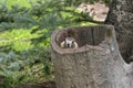 Marmot in tree stump