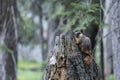 Marmot on Tree Trunk