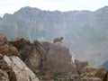 Marmot watching over his territory