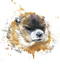 Marmot watercolor.