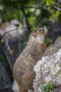A Marmot in Yellowstone National Park, Wyoming