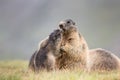 Marmot