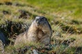Marmota Royalty Free Stock Photo