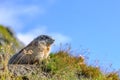 Marmota Royalty Free Stock Photo