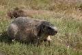 Marmota Royalty Free Stock Photo