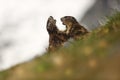 Marmota marmota. Photographed in Austria. Free nature. Mountains.