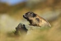 Marmota marmota. Photographed in Austria. Free nature. Mountains.