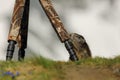 Marmota marmota. Photographed in Austria. Free nature. Mountains.