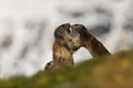 Marmota marmota. Photographed in Austria. Free nature. Mountains.