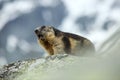 Marmota marmota. Photographed in Austria. Free nature. Mountains.