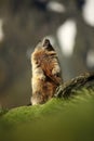 Marmota marmota. Photographed in Austria. Free nature. Mountains.