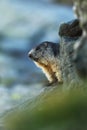 Marmota marmota. Photographed in Austria. Free nature. Mountains.