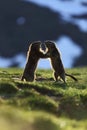 Marmota marmota. Photographed in Austria. Free nature. Mountains.
