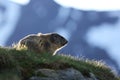 Marmota marmota. Photographed in Austria. Free nature. Mountains.