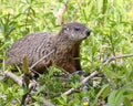 Cute Groundhog Standing In Greenery Behind Sticks