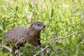 Marmota Monax Groundhog Woodchuck Rodent