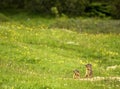 Marmots of the Dolomites