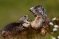 Marmots fight Royalty Free Stock Photo