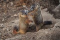Marmots Fighting in Yellowstone National Park
