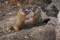 Marmots Fighting in Yellowstone National Park