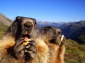 Marmots have a lunch