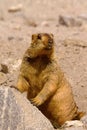 Marmots, large squirrel, genus Marmota, Ladakh, Jammu and Kashmir Royalty Free Stock Photo