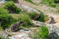 Marmots at Spielboden in the canton of Valais Switzerland