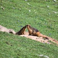 Marmots in wild Royalty Free Stock Photo