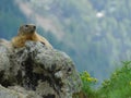 Marmot Royalty Free Stock Photo