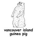 Kids line illustration coloring vancouver island guinea pig. animal outline