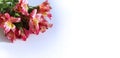 Maroon Alstroemeria flowers on a white background. Royalty Free Stock Photo