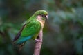 Maroon-bellied parakeet bird Royalty Free Stock Photo